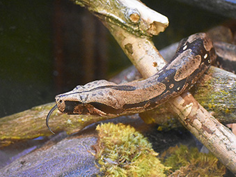 Red-tailed boa slithering on branches with its tongue out