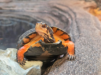 Spotted turtle crawling up a rock