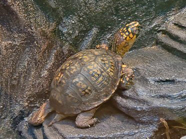 eastern box turtle climbing up rocks