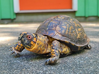 Eastern Box turtle