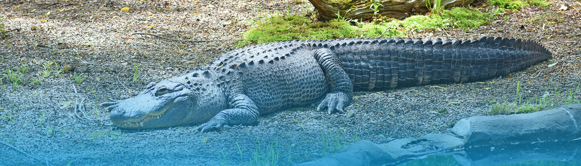 American Alligator Resting in its habitat