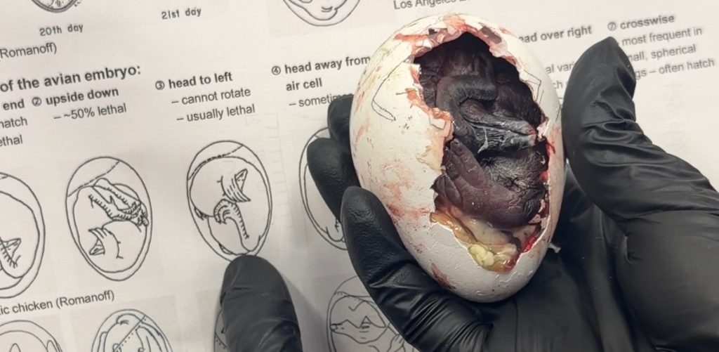 A baby penguin inside its egg next to a sheet highlighting the lethal position it is in A baby penguin inside its egg next to a sheet highlighting the lethal position it is in
