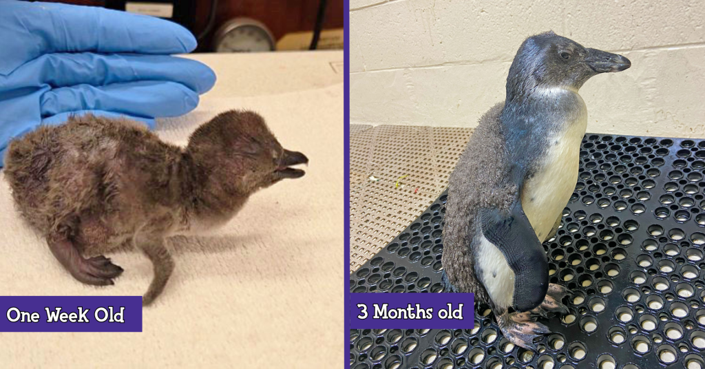 Butters Then vs Now African penguin chick at one week old and the same chick at 3 months old