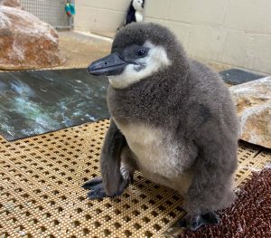 Butters 2 Months Old African Penguin Chick
