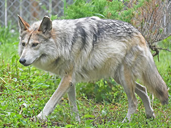 Mexican Wolf