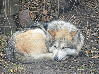 Mexican wolf curled up sleeping