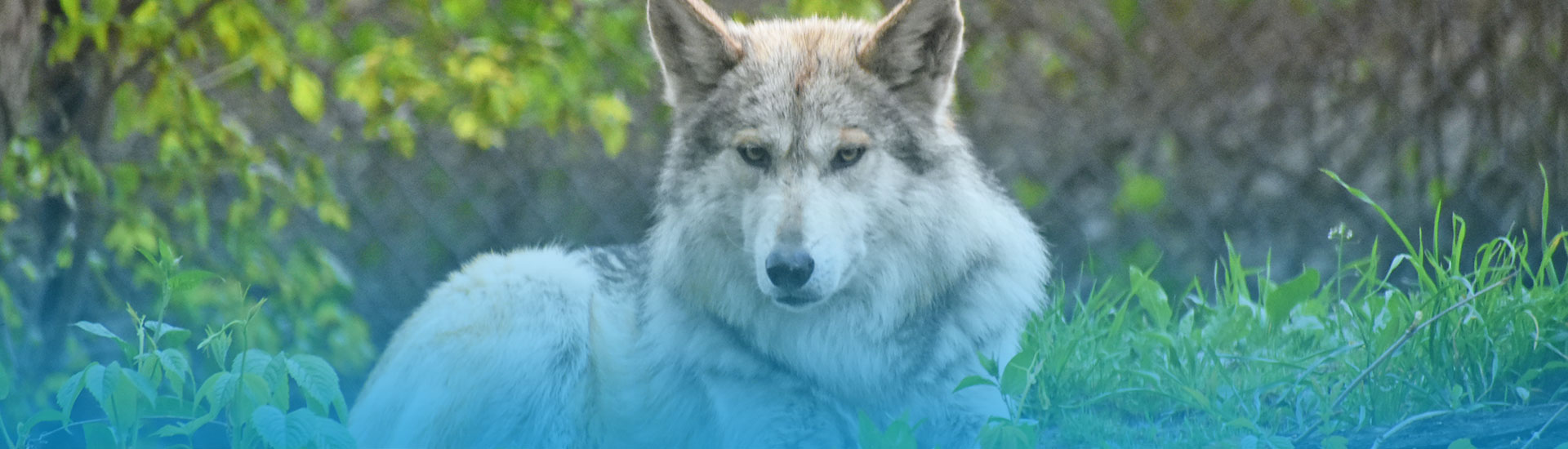 Mexican wolf laying down in grass