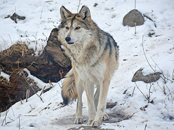 Mexican wolf standing in snow