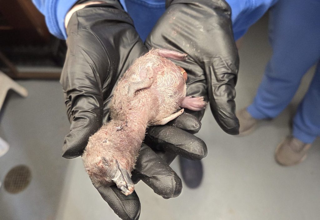 One Day Old Baby African Penguin in the hands of a keeper