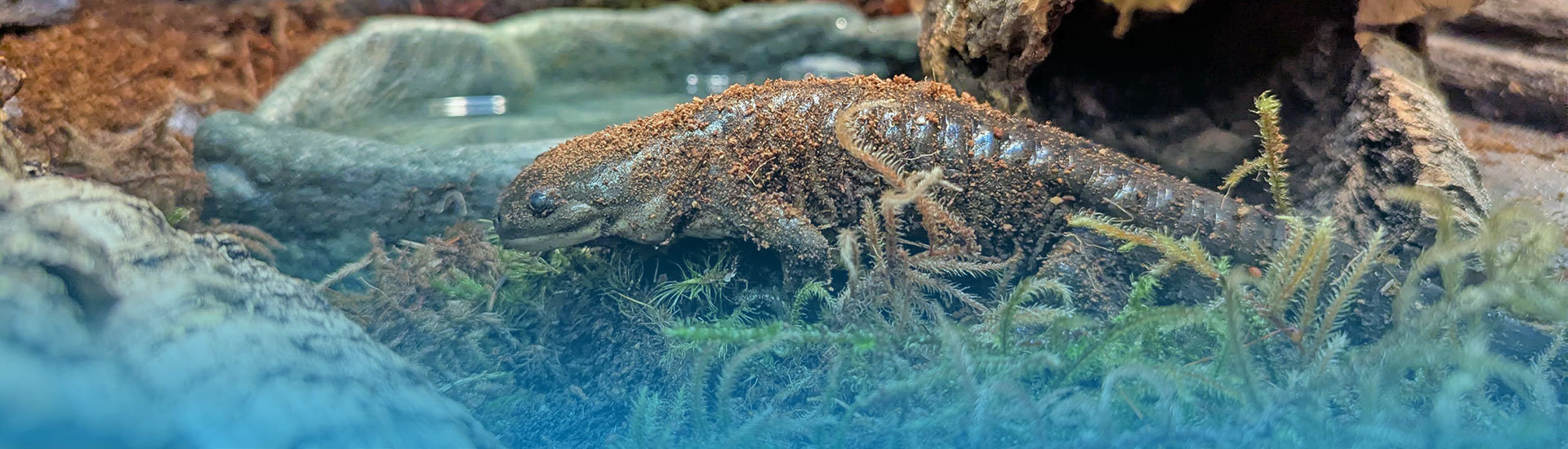 Tiger Salamander walking through its habitat