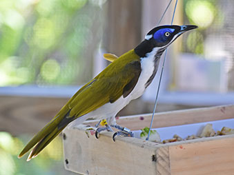 blue-faced honey eater perched on a feeder