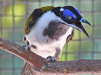 blue-faced honeyeater perched on a branch with its beak open